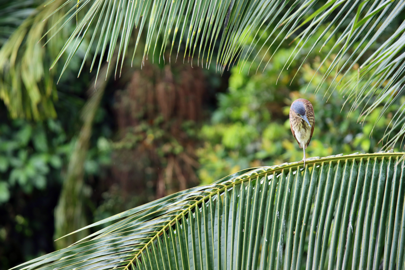Fotografia ptaka zrobiona w Bird Paradise w Singapurze, autorstwa Ani Wilanowskiej