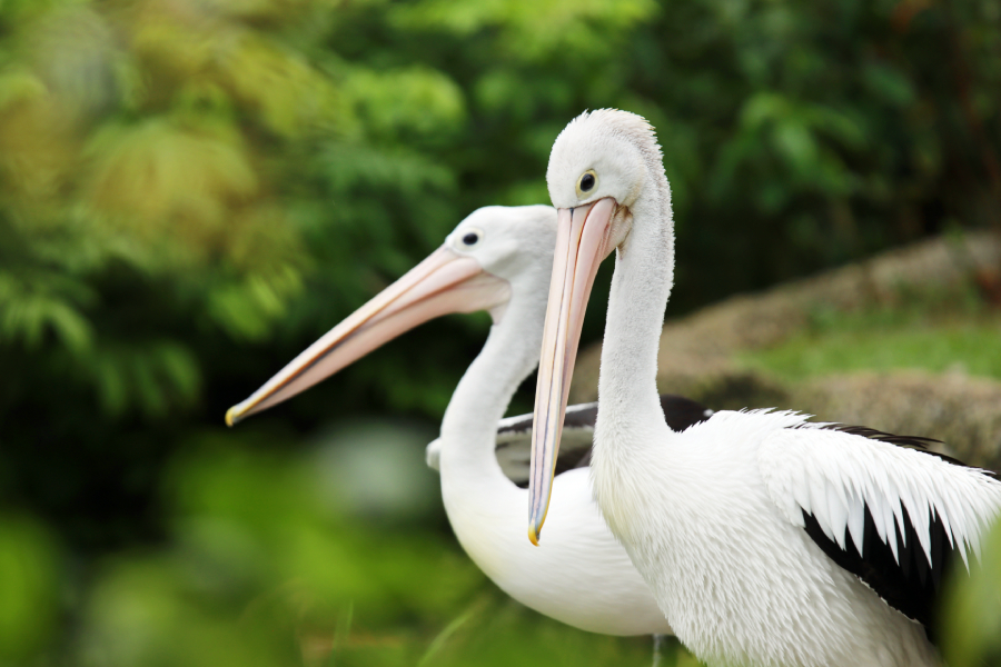 Fotografia ptaka zrobiona w Bird Paradise w Singapurze, autorstwa Ani Wilanowskiej