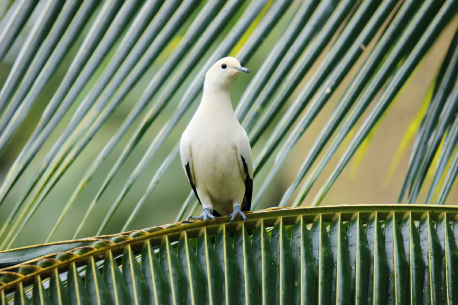 Fotografia ptaka zrobiona w Bird Paradise w Singapurze, autorstwa Ani Wilanowskiej