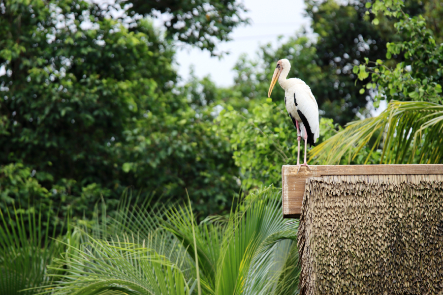 Fotografia ptaka zrobiona w Bird Paradise w Singapurze, autorstwa Ani Wilanowskiej