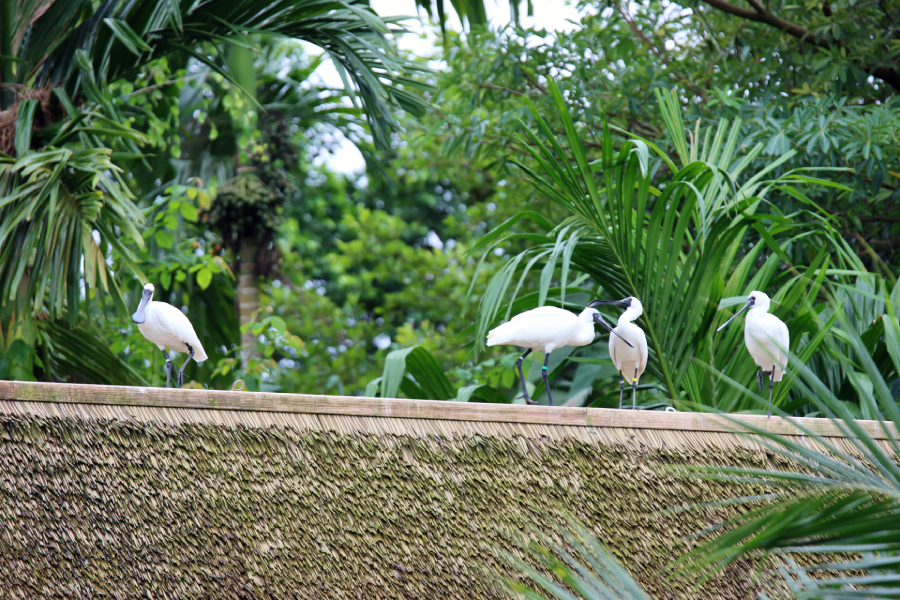 Fotografia ptaka zrobiona w Bird Paradise w Singapurze, autorstwa Ani Wilanowskiej