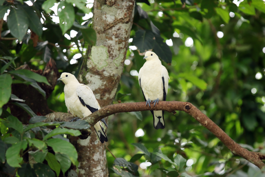 Fotografia ptaka zrobiona w Bird Paradise w Singapurze, autorstwa Ani Wilanowskiej