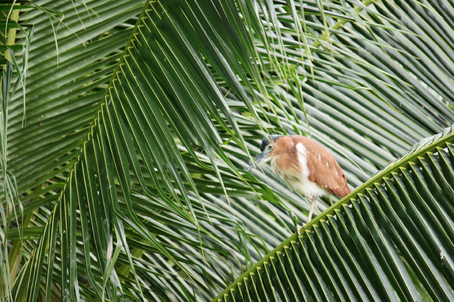 Fotografia ptaka zrobiona w Bird Paradise w Singapurze, autorstwa Ani Wilanowskiej