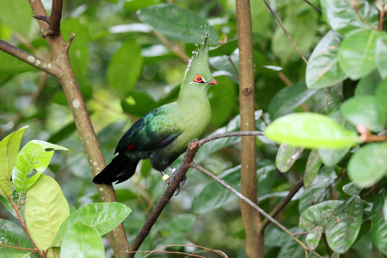 Fotografia ptaka zrobiona w Bird Paradise w Singapurze, autorstwa Ani Wilanowskiej