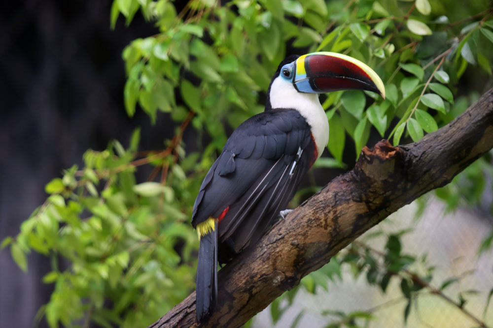 Fotografia ptaka zrobiona w Bird Paradise w Singapurze, autorstwa Ani Wilanowskiej
