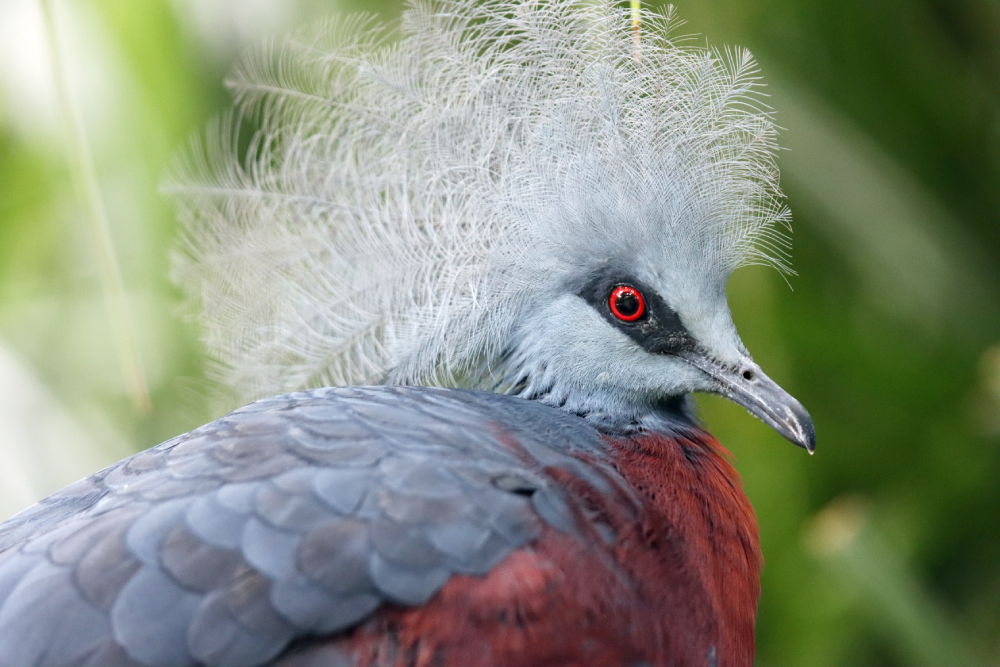 Fotografia ptaka zrobiona w Bird Paradise w Singapurze, autorstwa Ani Wilanowskiej