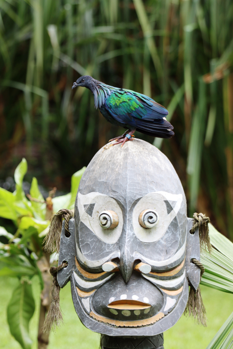 Fotografia ptaka zrobiona w Bird Paradise w Singapurze, autorstwa Ani Wilanowskiej