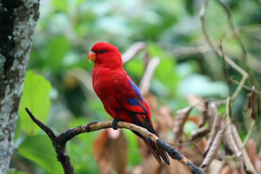 Fotografia ptaka zrobiona w Bird Paradise w Singapurze, autorstwa Ani Wilanowskiej