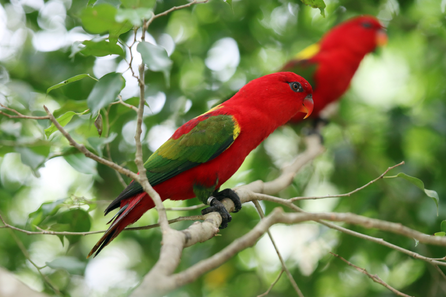 Fotografia ptaka zrobiona w Bird Paradise w Singapurze, autorstwa Ani Wilanowskiej