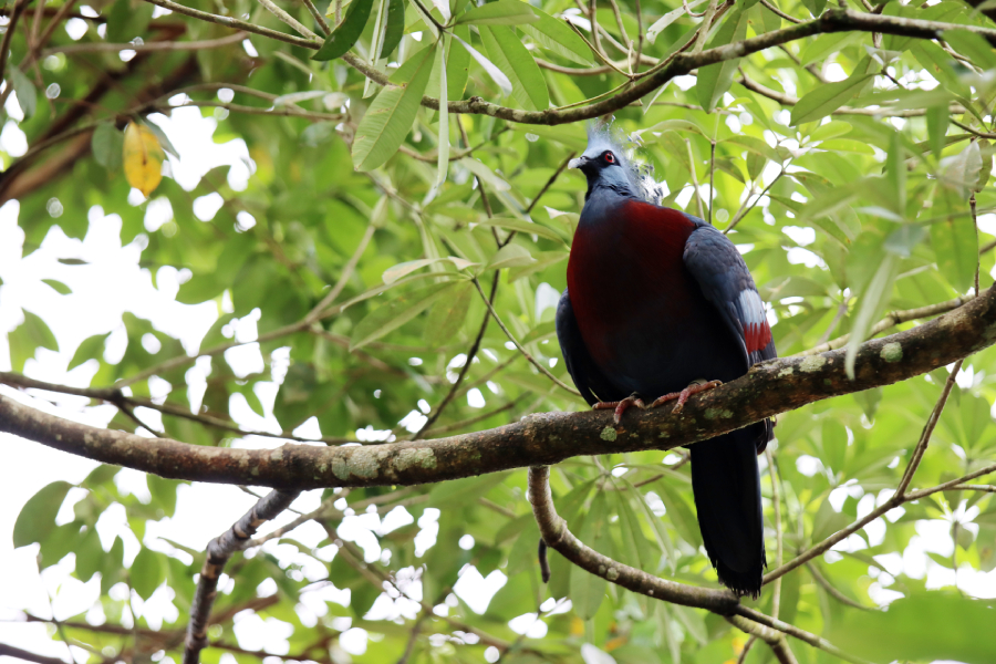 Fotografia ptaka zrobiona w Bird Paradise w Singapurze, autorstwa Ani Wilanowskiej