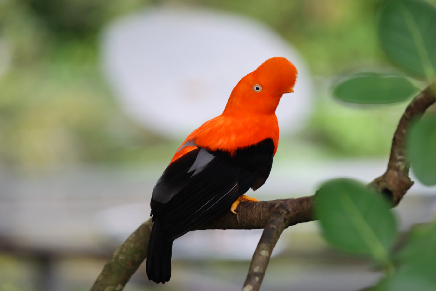 Fotografia ptaka zrobiona w Bird Paradise w Singapurze, autorstwa Ani Wilanowskiej