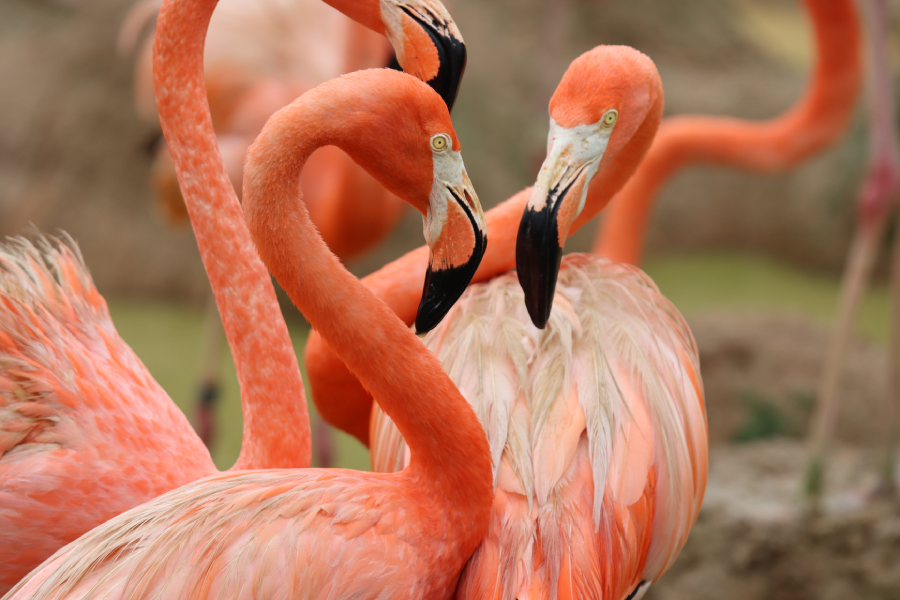 Fotografia ptaka zrobiona w Bird Paradise w Singapurze, autorstwa Ani Wilanowskiej