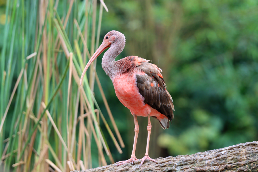 Fotografia ptaka zrobiona w Bird Paradise w Singapurze, autorstwa Ani Wilanowskiej