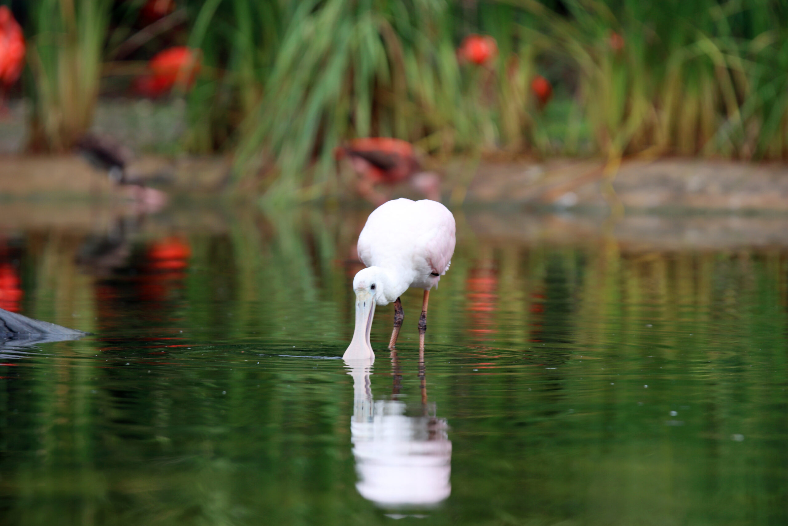 Fotografia ptaka zrobiona w Bird Paradise w Singapurze, autorstwa Ani Wilanowskiej