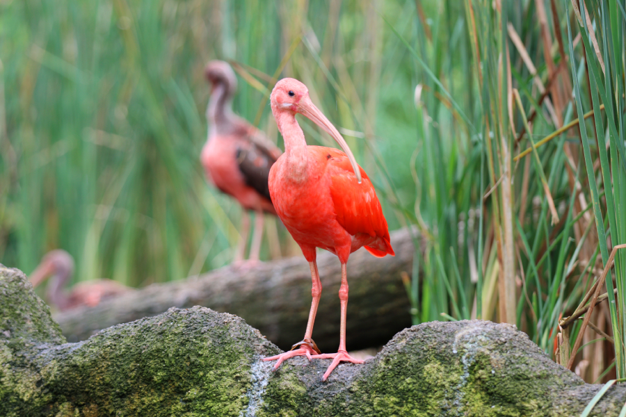 Fotografia ptaka zrobiona w Bird Paradise w Singapurze, autorstwa Ani Wilanowskiej