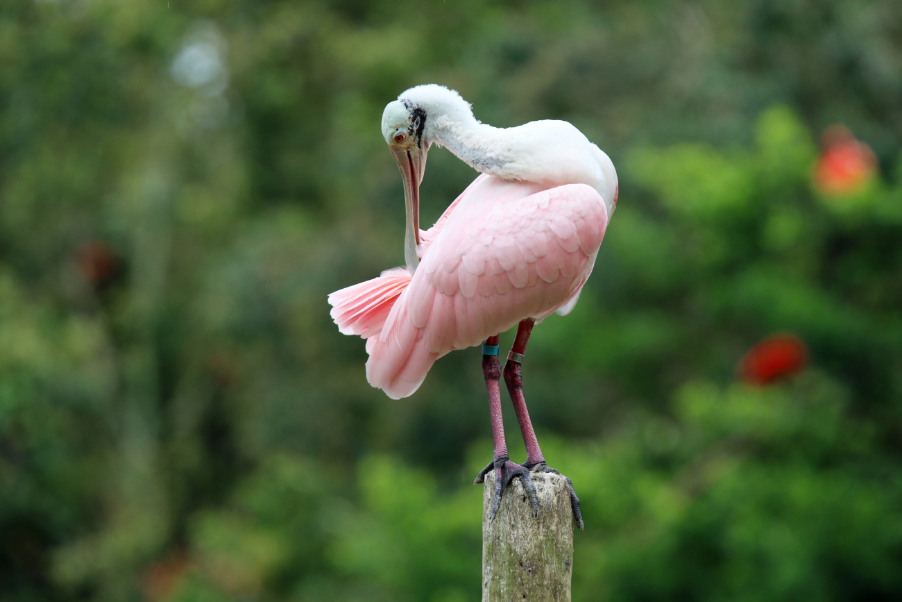 Fotografia ptaka zrobiona w Bird Paradise w Singapurze, autorstwa Ani Wilanowskiej