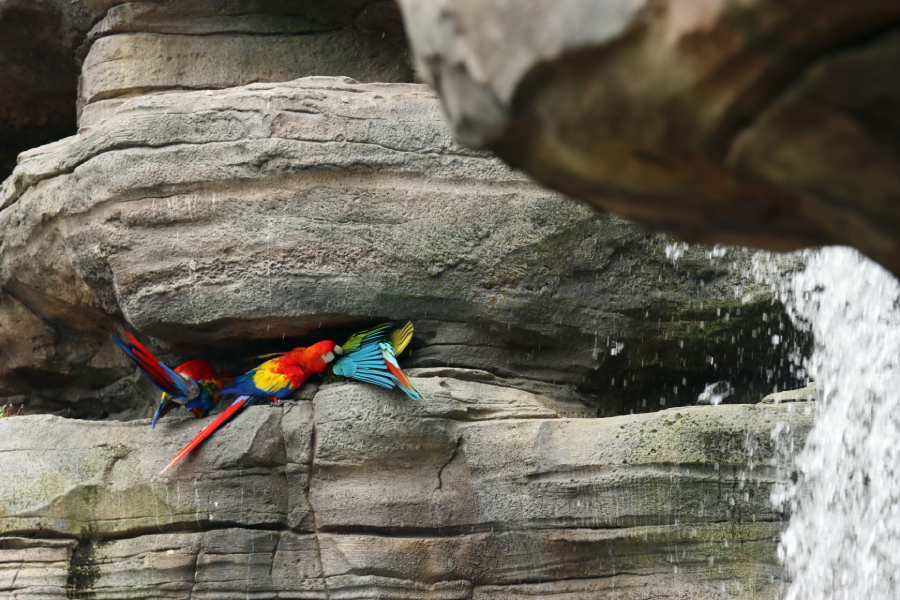 Fotografia ptaka zrobiona w Bird Paradise w Singapurze, autorstwa Ani Wilanowskiej
