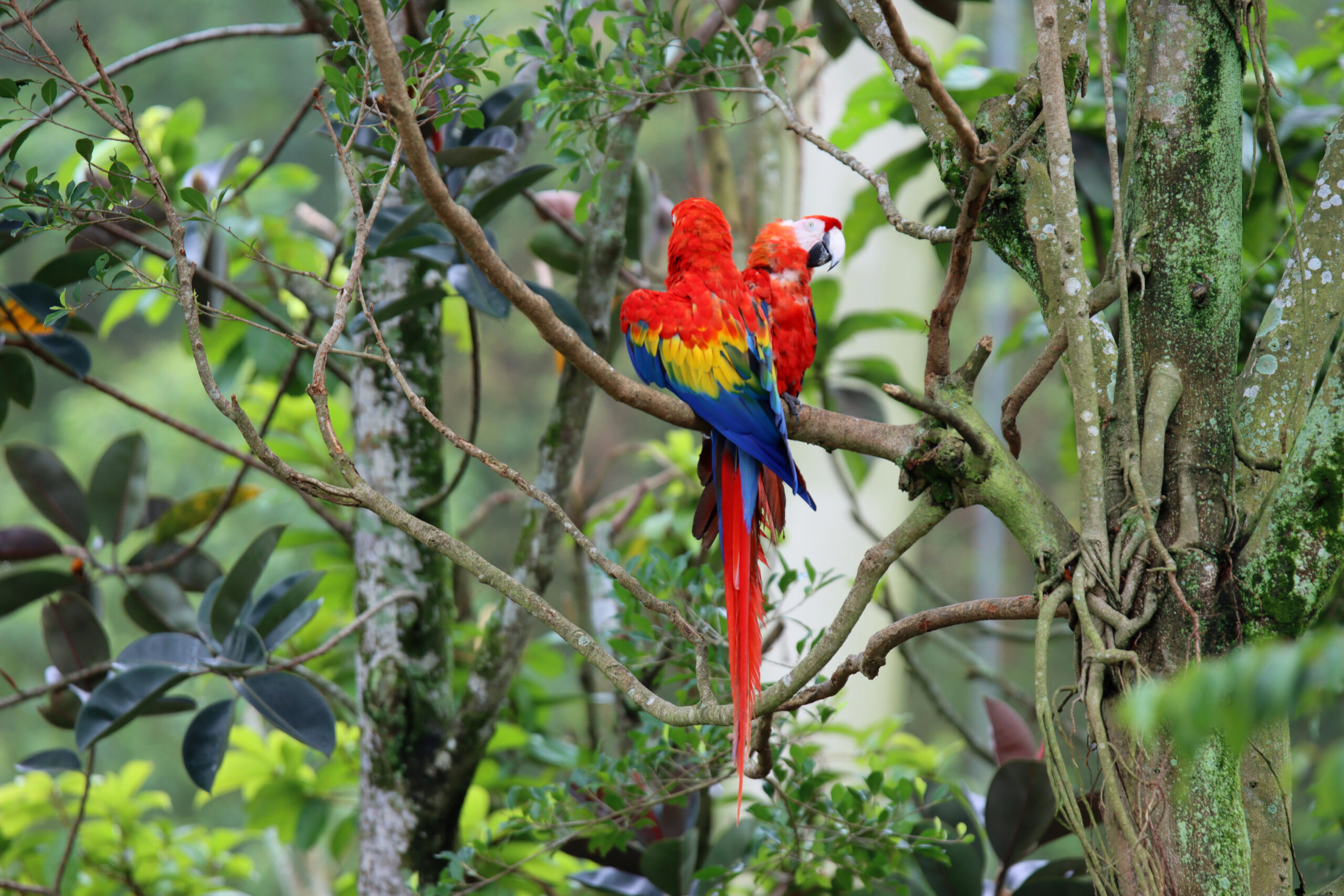 Fotografia ptaka zrobiona w Bird Paradise w Singapurze, autorstwa Ani Wilanowskiej
