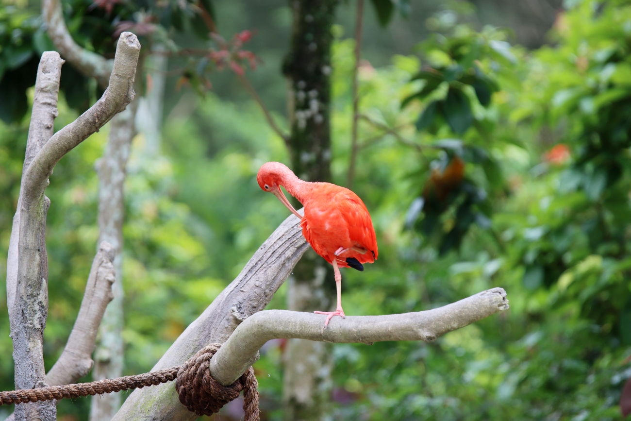 Fotografia ptaka zrobiona w Bird Paradise w Singapurze, autorstwa Ani Wilanowskiej