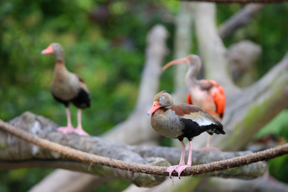Fotografia ptaka zrobiona w Bird Paradise w Singapurze, autorstwa Ani Wilanowskiej