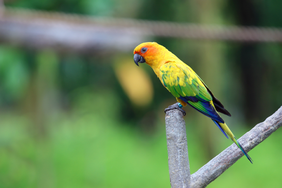 Fotografia ptaka zrobiona w Bird Paradise w Singapurze, autorstwa Ani Wilanowskiej