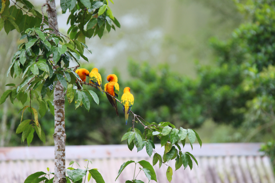 Fotografia ptaka zrobiona w Bird Paradise w Singapurze, autorstwa Ani Wilanowskiej