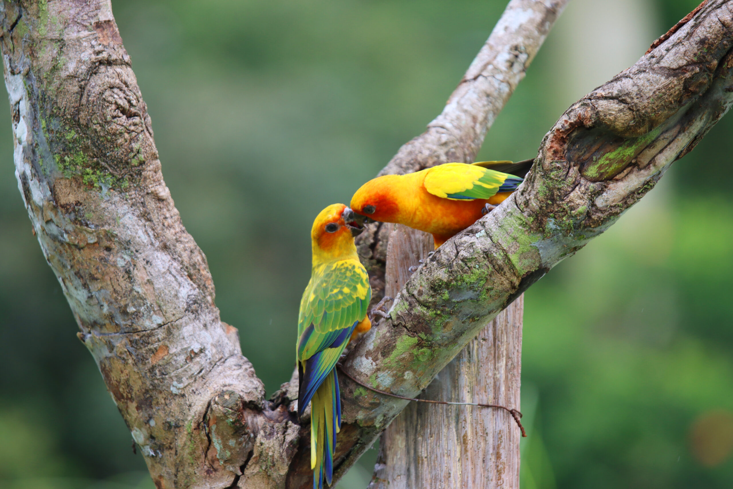 Fotografia ptaka zrobiona w Bird Paradise w Singapurze, autorstwa Ani Wilanowskiej